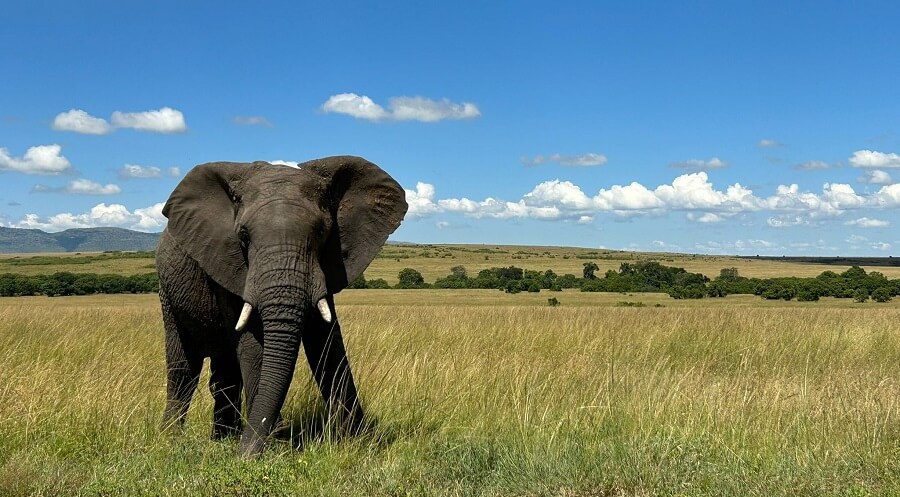 Olifant op de vlaktes in Kenia