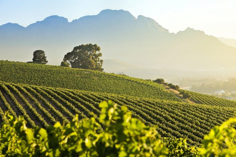 Stellenbosch-wijngaarden