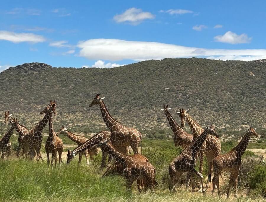 giraffen-safari-kenia