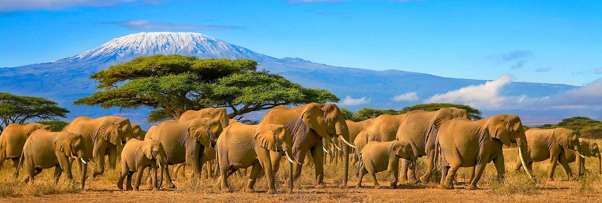 Luxe safari Kenia