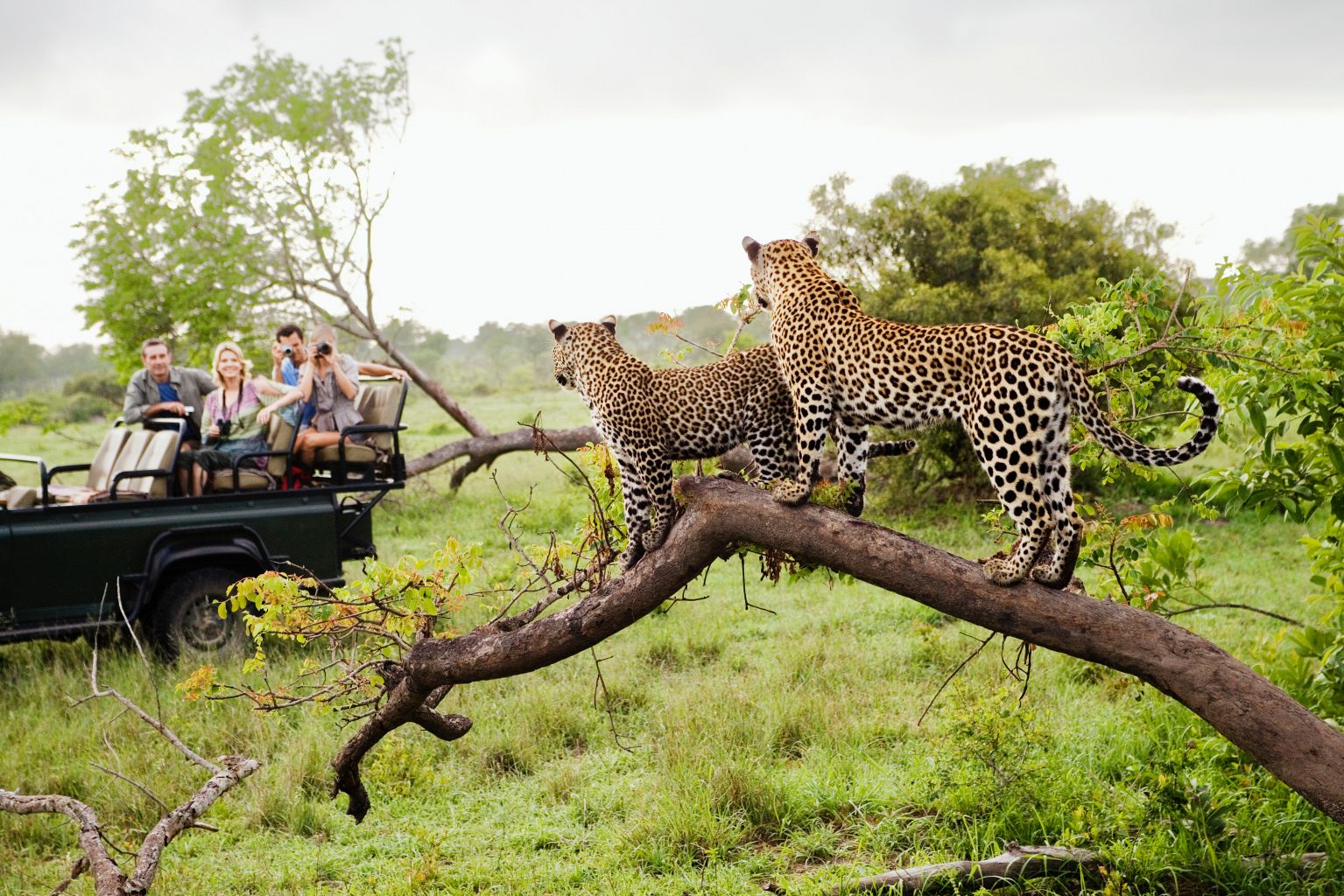 Luxe safari Zuid-Afrika