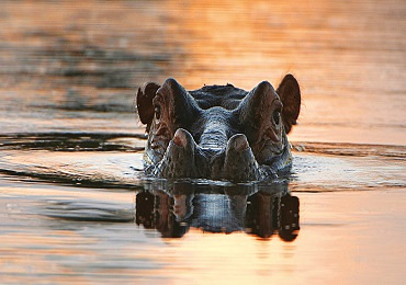 Arathusa Safari Lodge