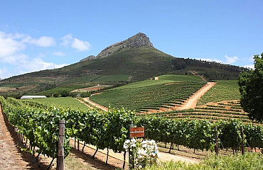 Ontdek de Top 5 prachtige wijnhuizen in Stellenbosch