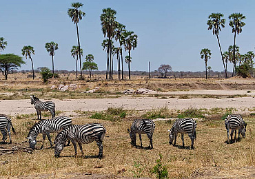 Safari reis Tanzania naar Nyerere en Ruaha National Park