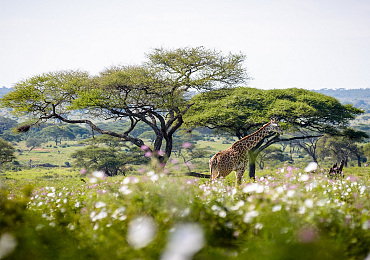 Sanctuary Swala Camp