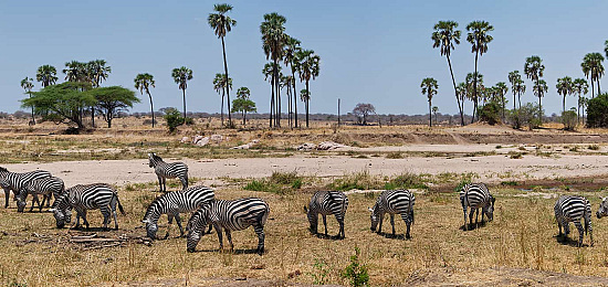 Safari reis Tanzania naar Nyerere en Ruaha National Park