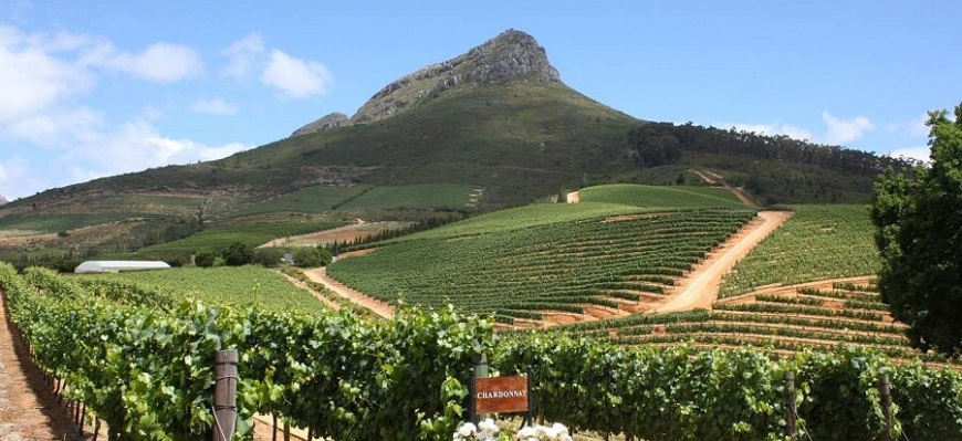 Ontdek de Top 5 prachtige wijnhuizen in Stellenbosch